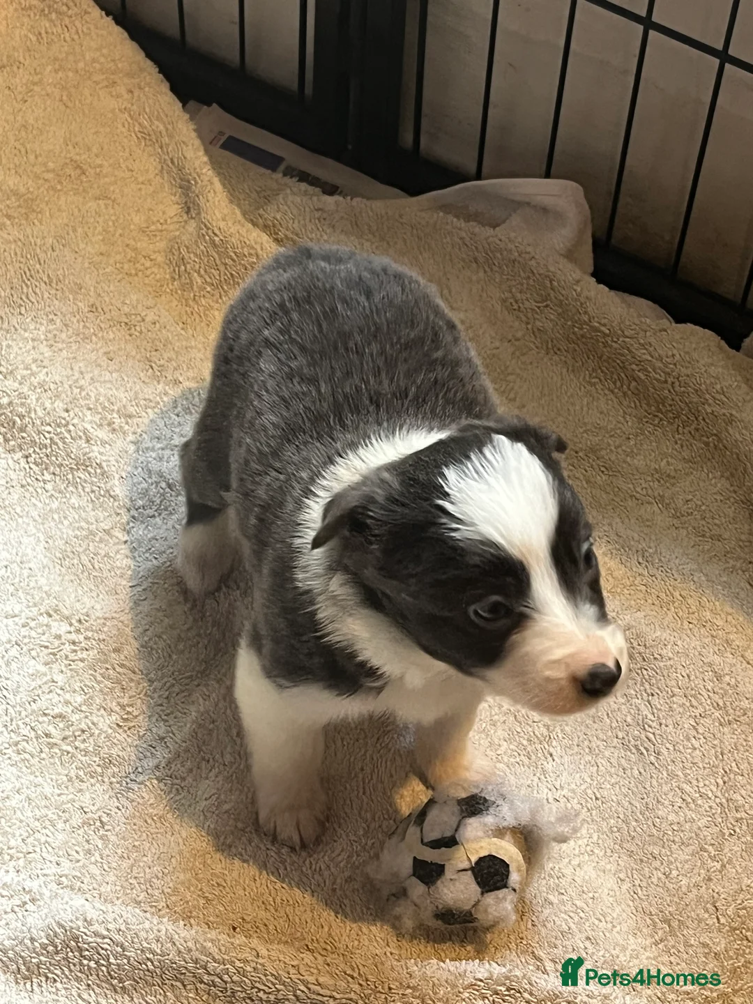 Border Collie dogs for sale: Border collie puppies, excellent litter!!  - Advert 25