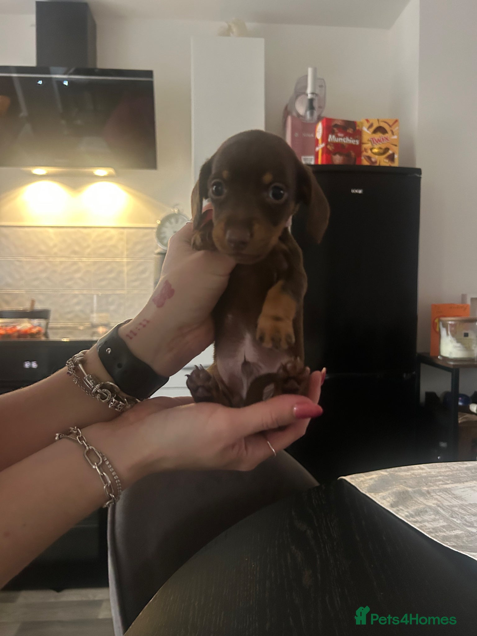 Miniature Dachshund dogs 4x male minature smooth haired  - Advert 14