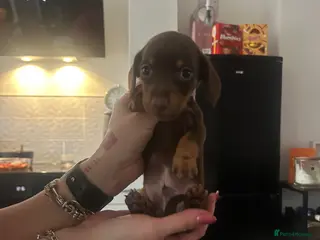 Miniature Dachshund dogs 4x male minature smooth haired - Advert 14