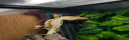 Gecko reptiles for sale: Multiple species of geckos and frog for sale  - Advert 8