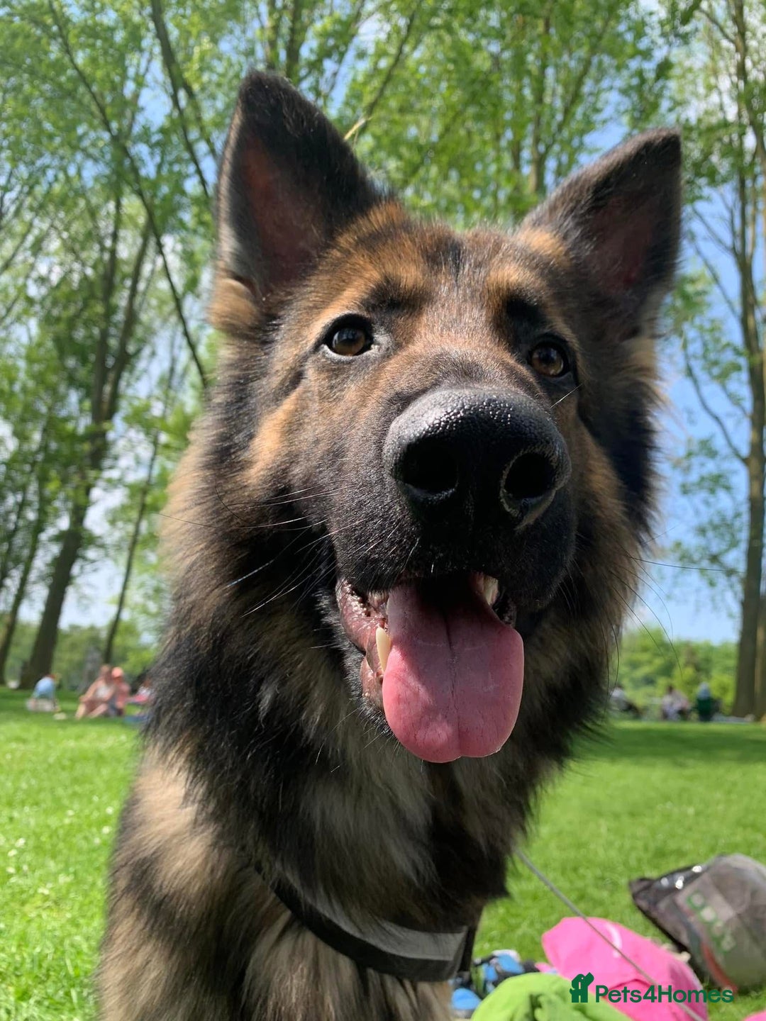 German Shepherd dogs for sale: Zeus is looking for his forever home 🏠  - Advert 1