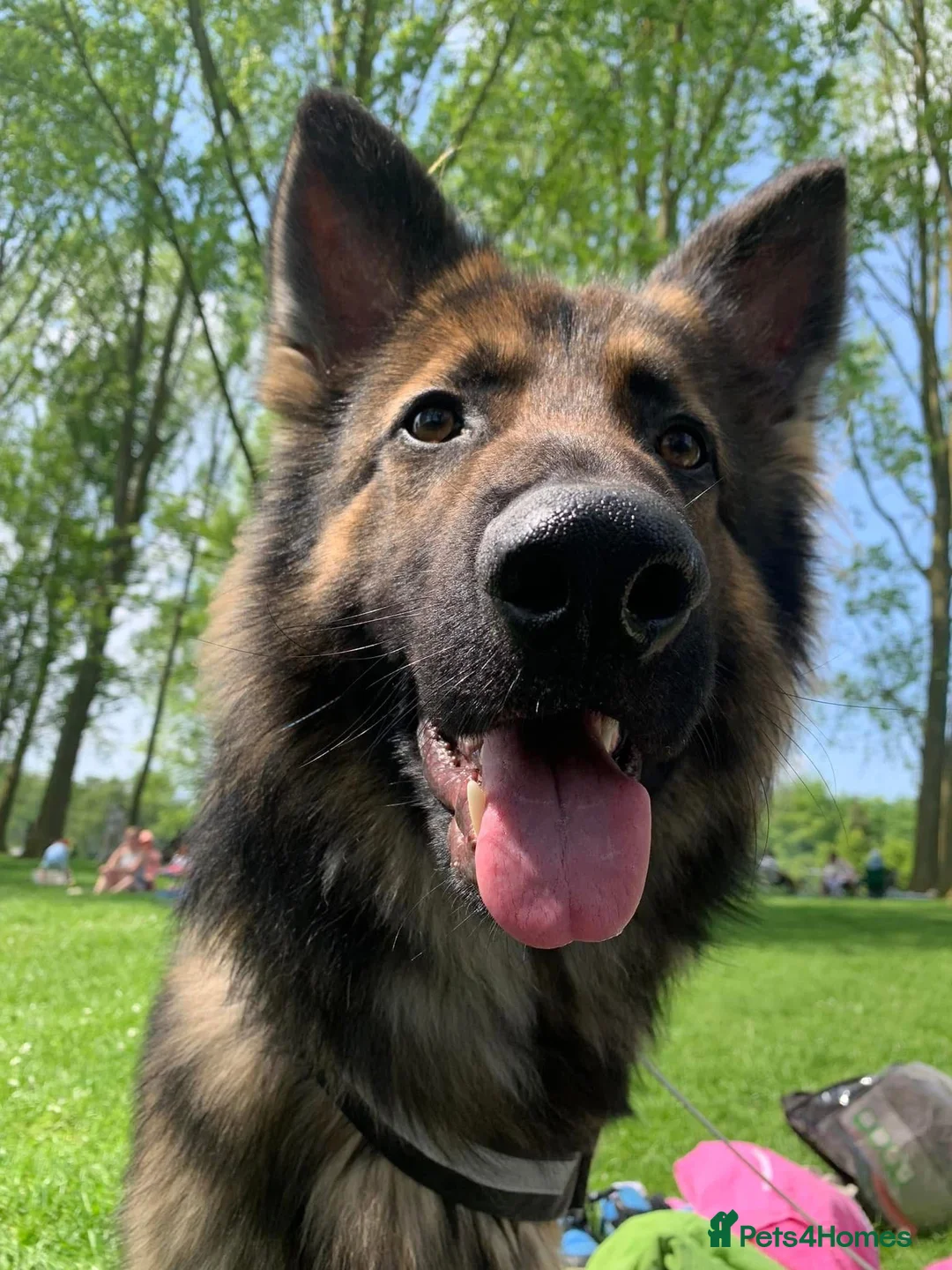 German Shepherd dogs for sale: Zeus is looking for his forever home 🏠  - Advert 1