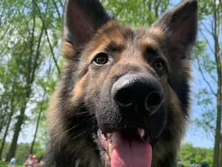 German Shepherd dogs Zeus is looking for his forever home 🏠 - Advert 1
