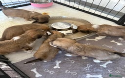 Lhasa Apso dogs for sale: 6 beautiful Lhasa apsos  - Image 32