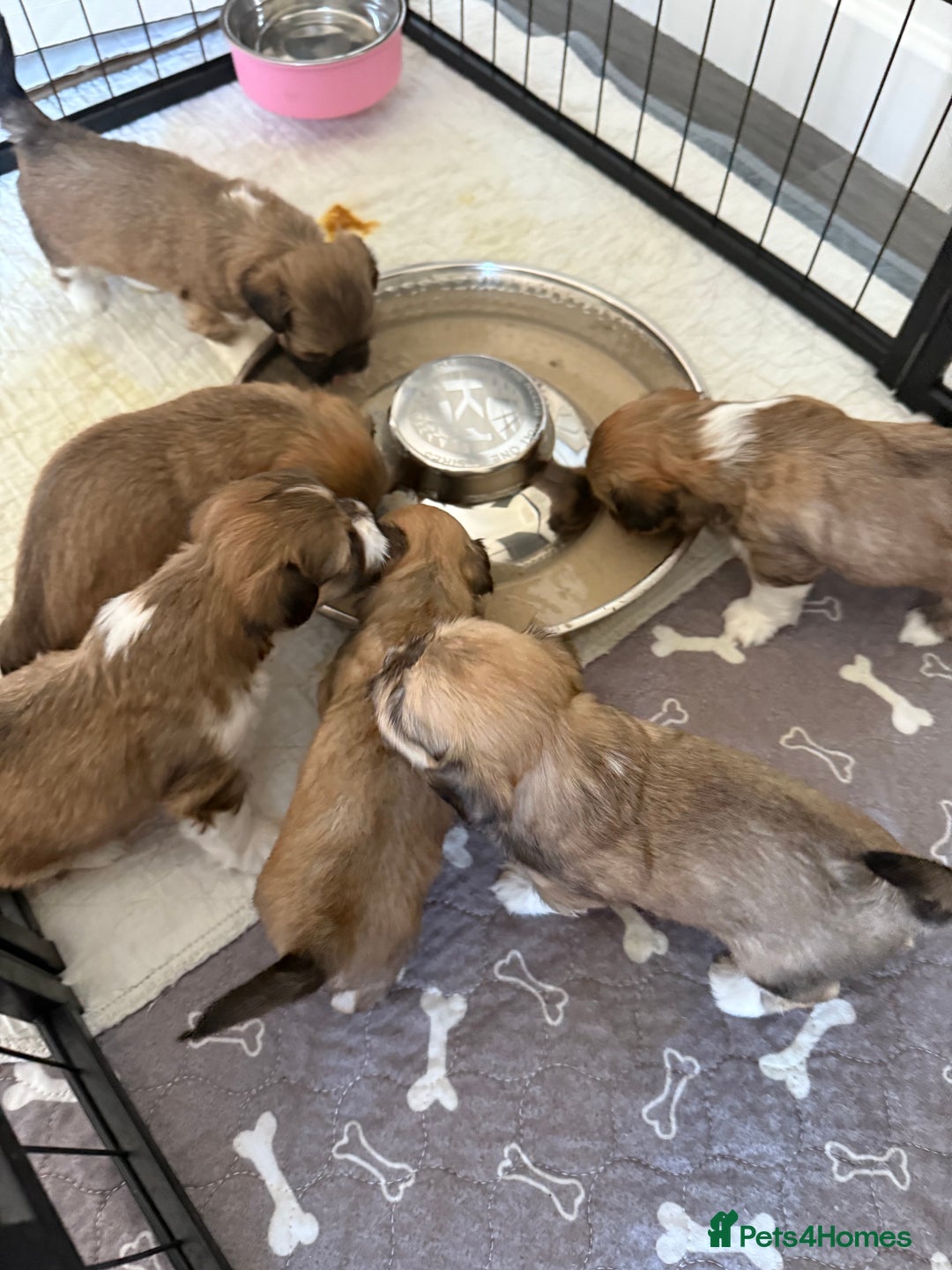 Lhasa Apso dogs for sale: 6 beautiful Lhasa apsos  - Image 32
