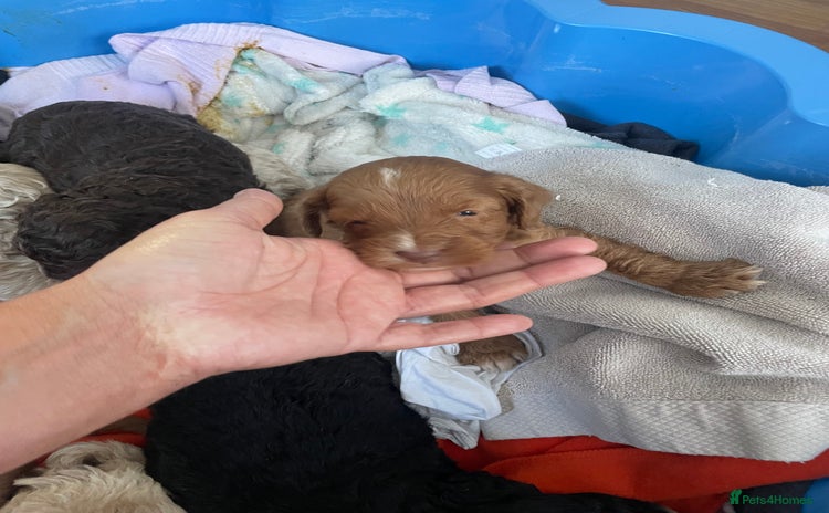 Cavapoo dogs - Advert 6