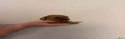 Cavalier King Charles Spaniel dogs for sale: Cavalier King Charles Ruby Puppys - Advert 11