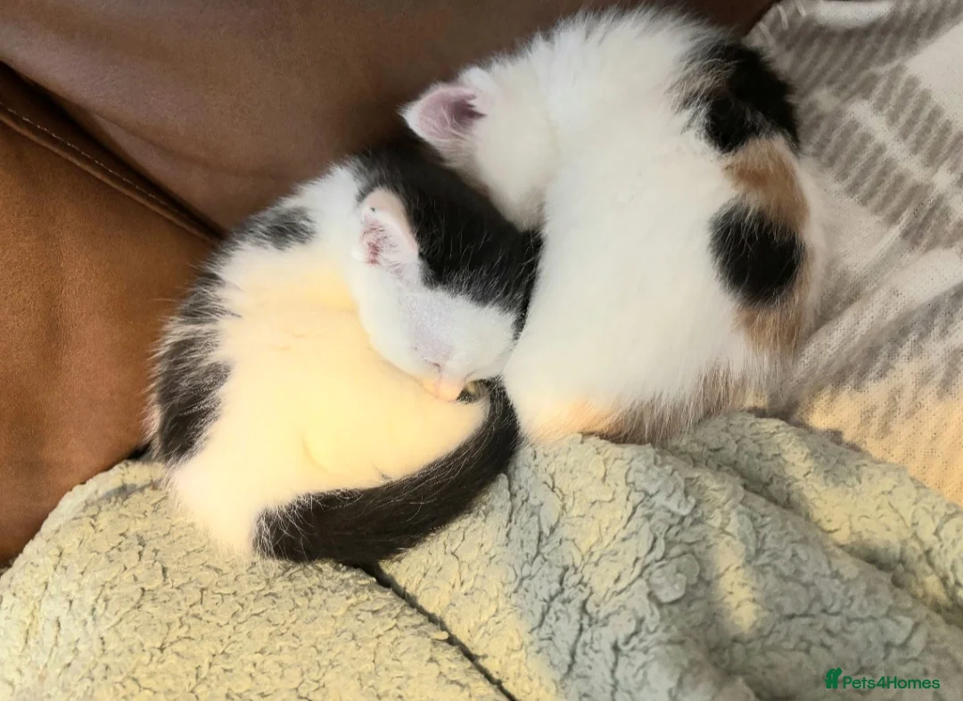 British Shorthair cats for sale: Kittens - Advert 4