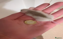Rat rodents for sale: African soft fured rats babies and adults for sale - Image 3