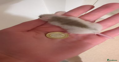 Rat rodents - Advert 10