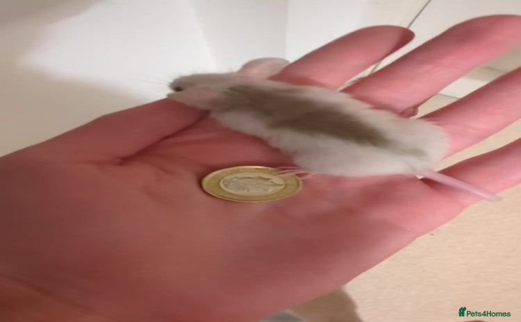 Rat rodents - Advert 2