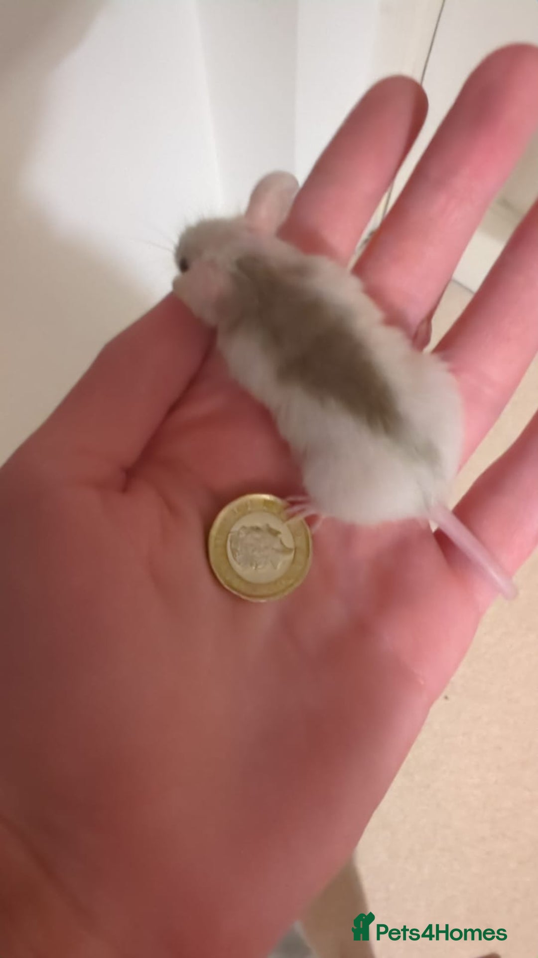 Rat rodents for sale: African soft fured rats babies and adults for sale - Image 3