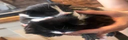 Mixed Breed cats for sale: Beautiful fluffy kittens  - Advert 27