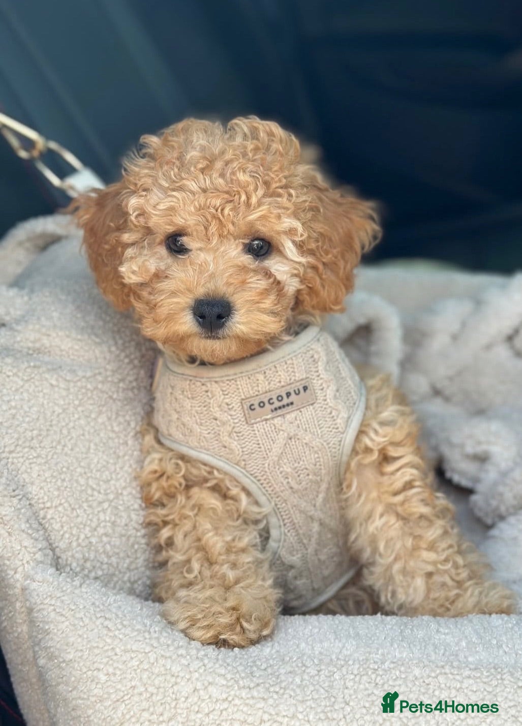 Miniature Poodle dogs Final price drop  - Advert 3