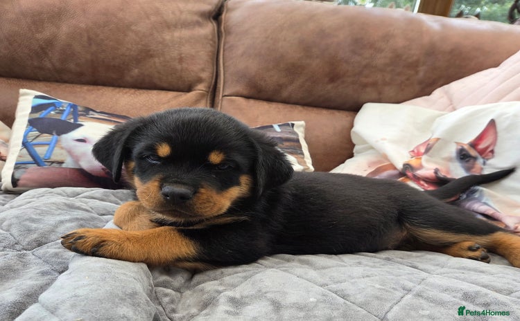 Rottweiler dogs - Advert 5