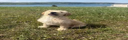 Goldendoodle dogs for sale: Beautiful Trained Goldendoodle Puppies! in Knighton - Advert 4