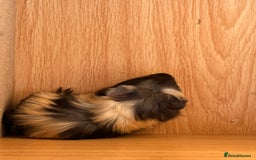Guinea Pig rodents for sale: Extra Special Guinea Pig Babies  - Image 8