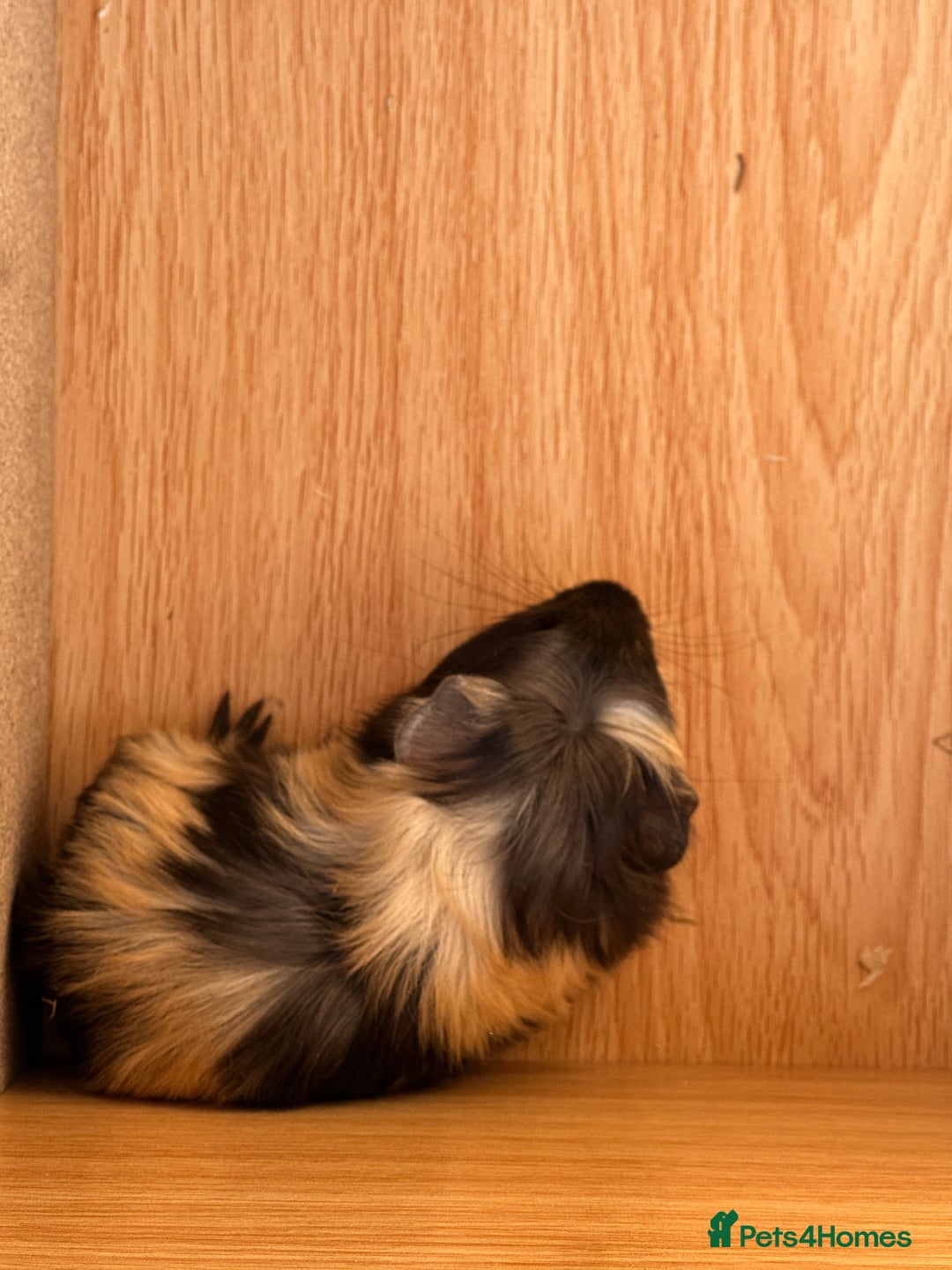 Guinea Pig rodents for sale: Extra Special Guinea Pig Babies  - Image 8