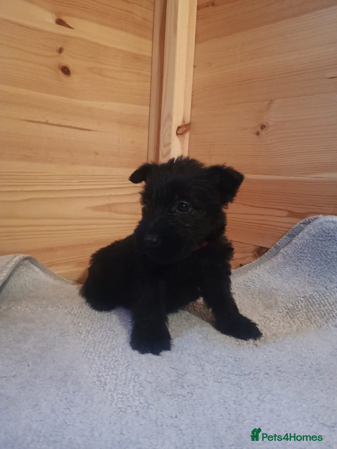 Mixed Breed dogs for sale: Scottish terrier x miniature schnauzer  - Advert 5