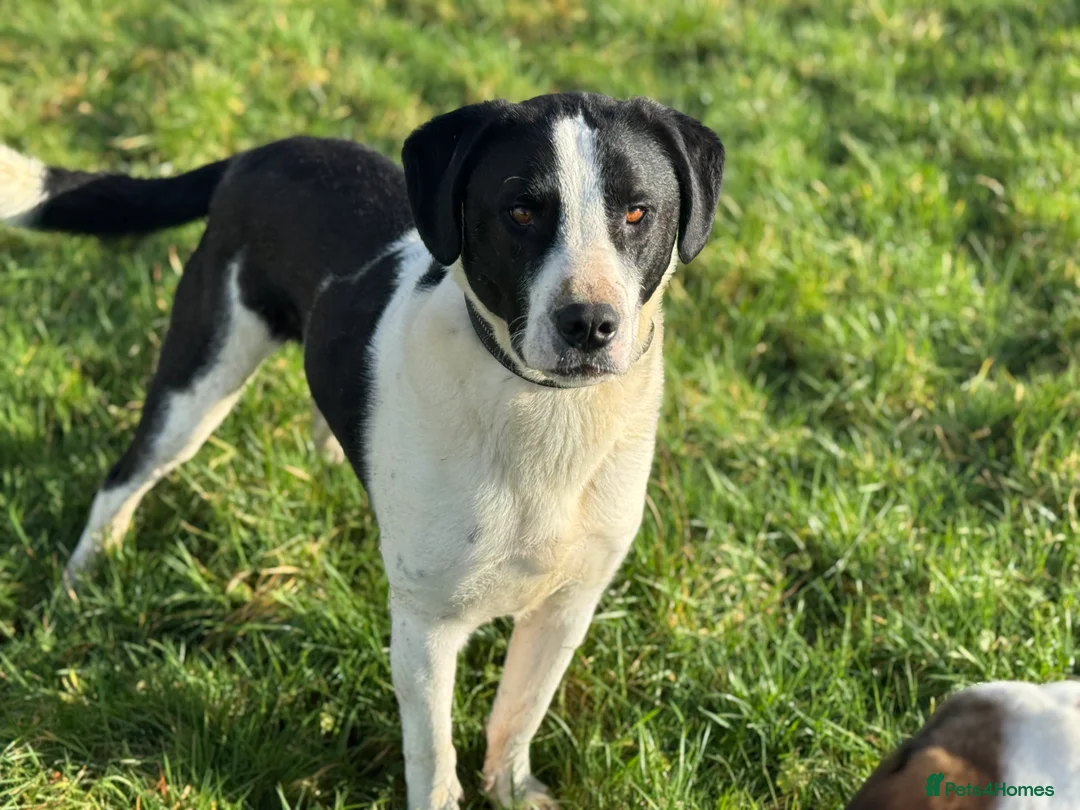 Mixed Breed dogs for adoption: Maya & Luca still waiting for you to see them 💔 - Advert 24