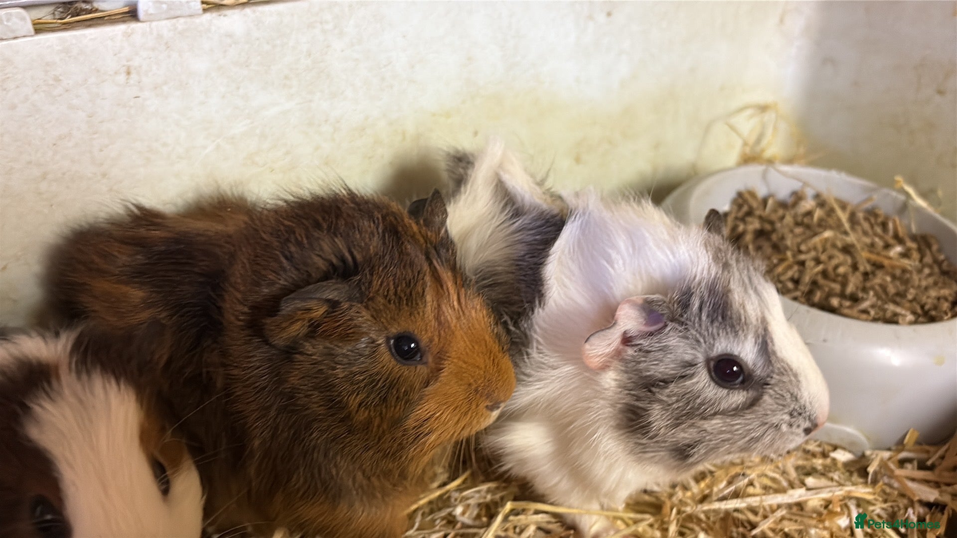 Guinea Pig rodents for sale: Boys and girls babies  - Advert 1