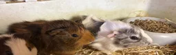Guinea Pig rodents for sale: Boys and girls babies  - Advert 1