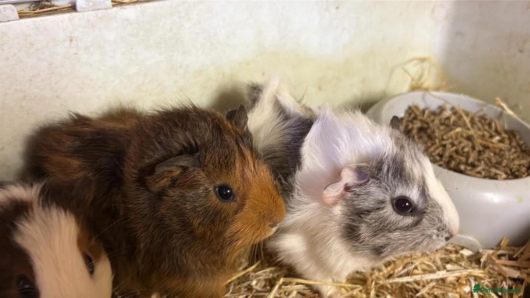 Guinea Pig rodents for sale: Boys and girls babies  - Advert 1