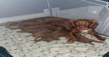 Cockapoo dogs - Advert 4