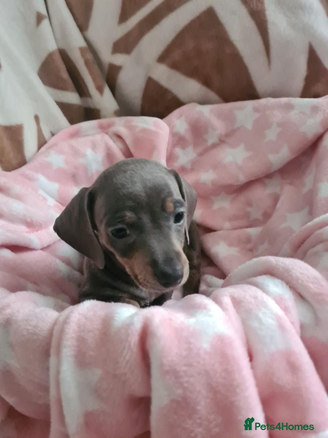Miniature Dachshund dogs for sale: Miniature Smooth Haired Dachshund  - Advert 4