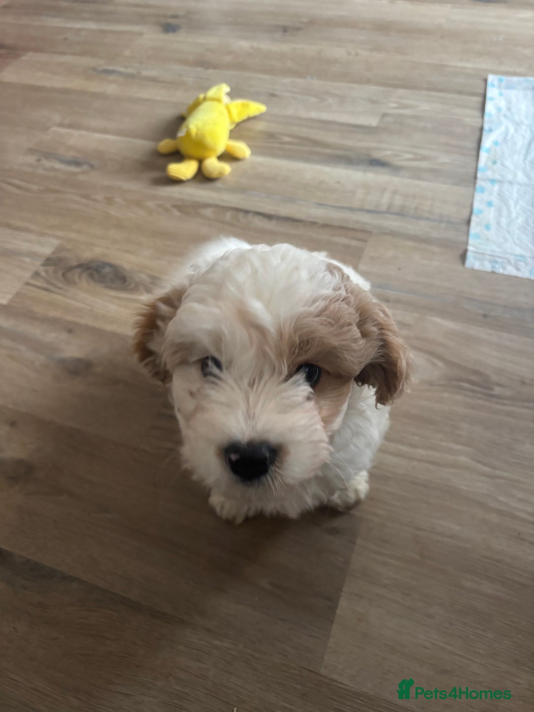 Cavapoochon dogs for sale: Cavapoochon  - Advert 10