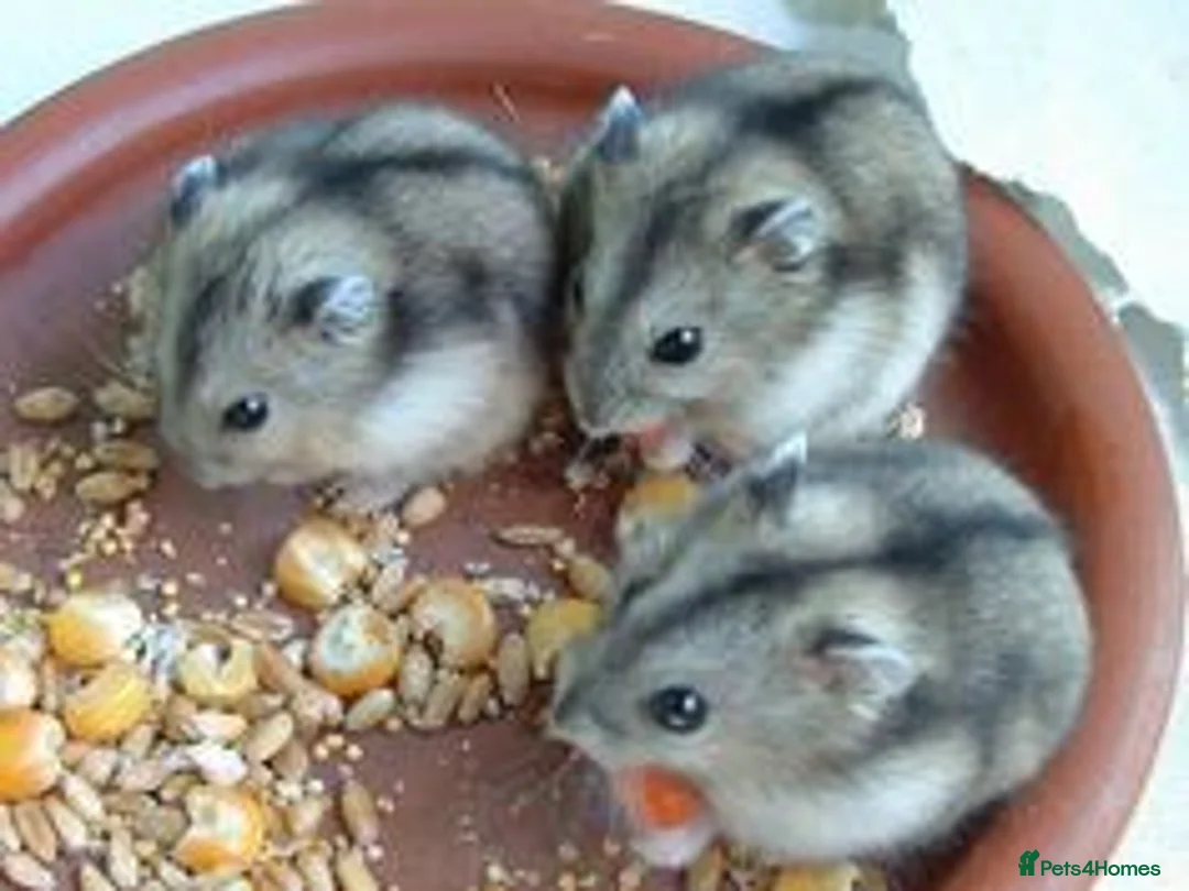 Hamster rodents for sale: Dwarf hamsters for sale 🙂 - Advert 3
