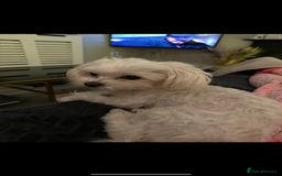 Maltipoo dogs for sale: F1 litter of 5 Maltipoo girls  - Image 6