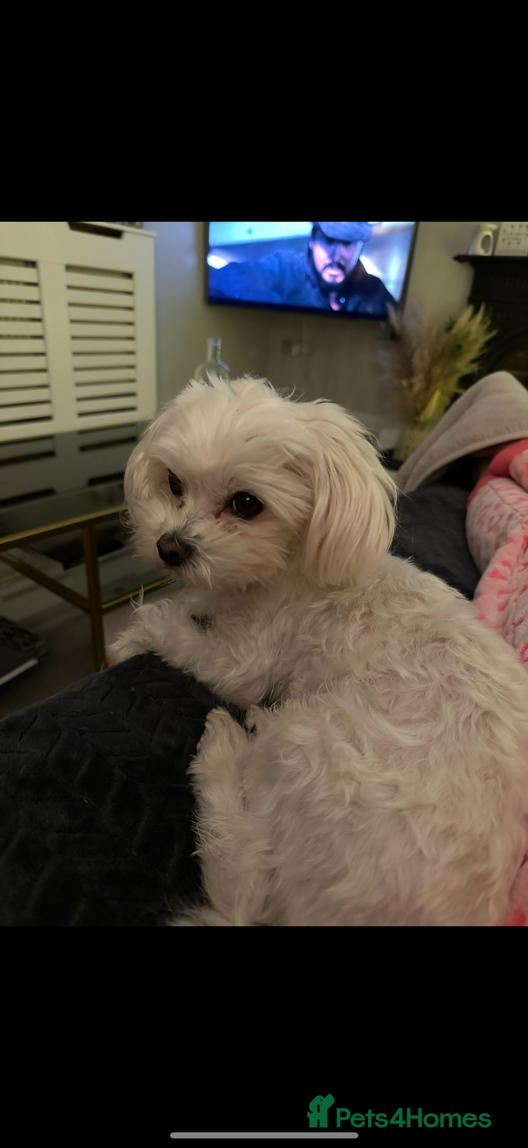 Maltipoo dogs for sale: F1 litter of 5 Maltipoo girls  - Image 6