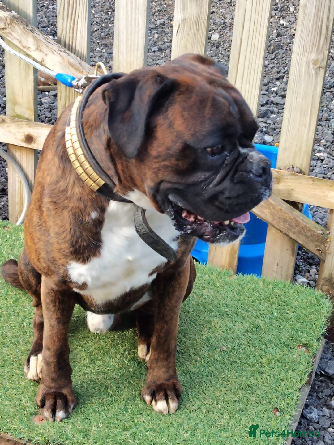 Boxer dogs for sale: KC registered boxer puppies  - Advert 16