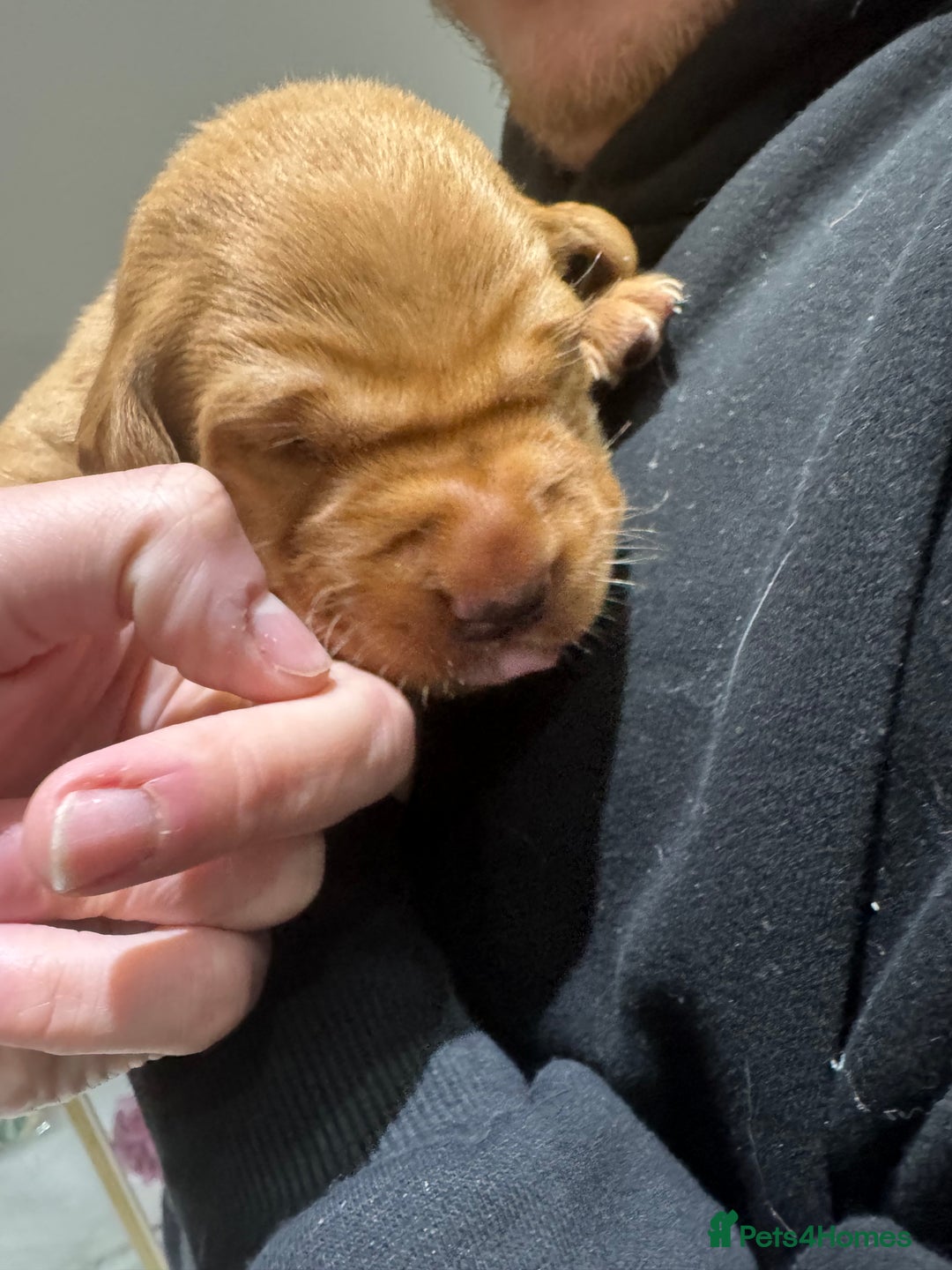 Labrador Retriever dogs for sale: Labrador puppies  - Advert 3