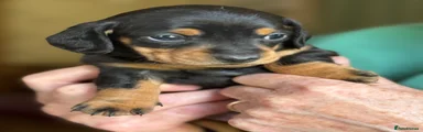 Miniature Dachshund 8