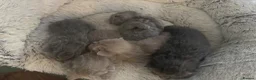 British Shorthair cats for sale: Adorable British Shorthair Kittens 🐾 - Advert 5