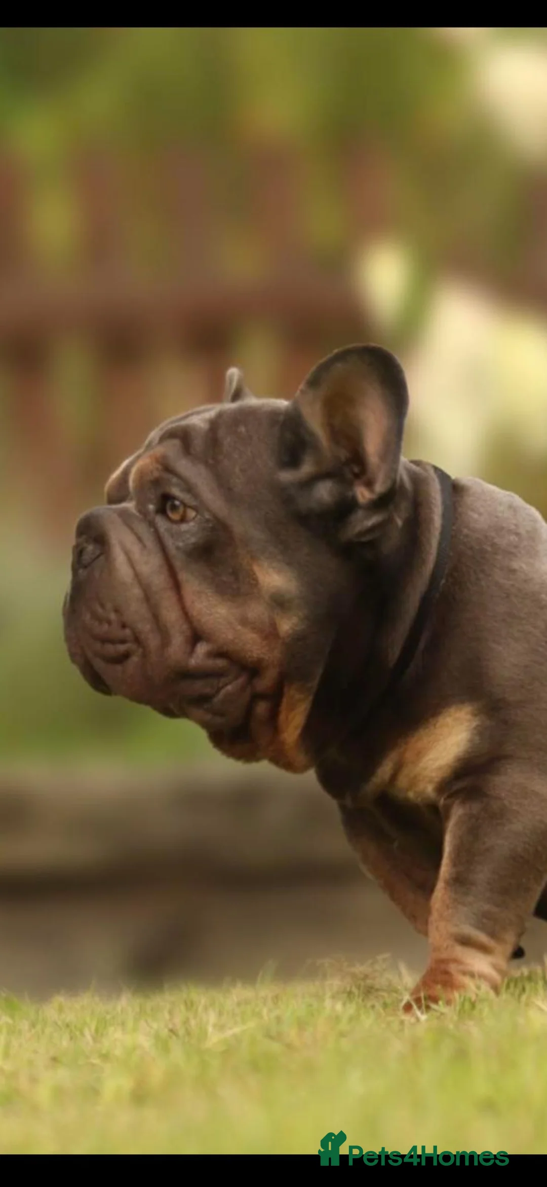 Mixed Breed dogs for sale: stunning bulldog/frenchie X - Advert 2