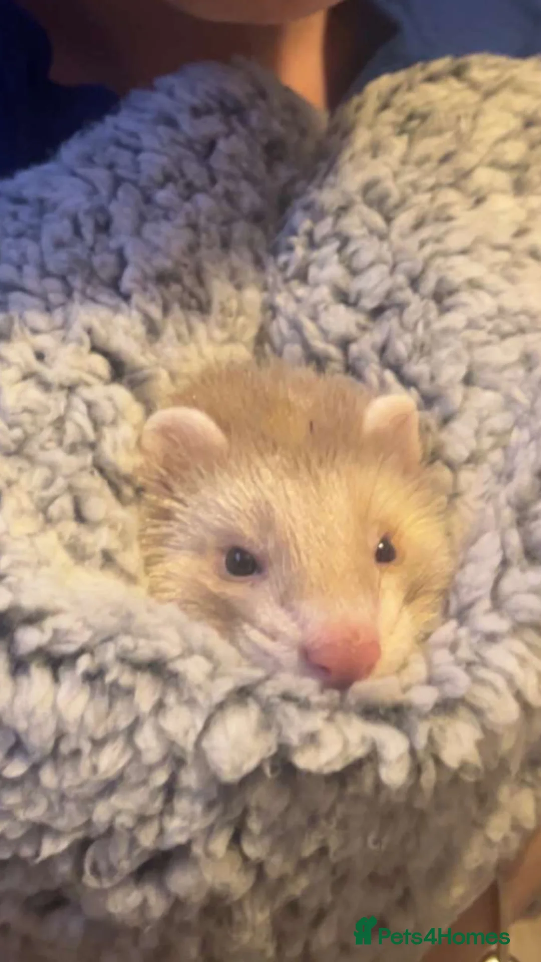Ferret rodents for sale: hob for sale - Advert 3