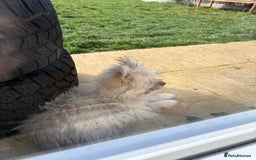 Mixed Breed dogs for sale: Penny the Pomeranian mix  - Image 12
