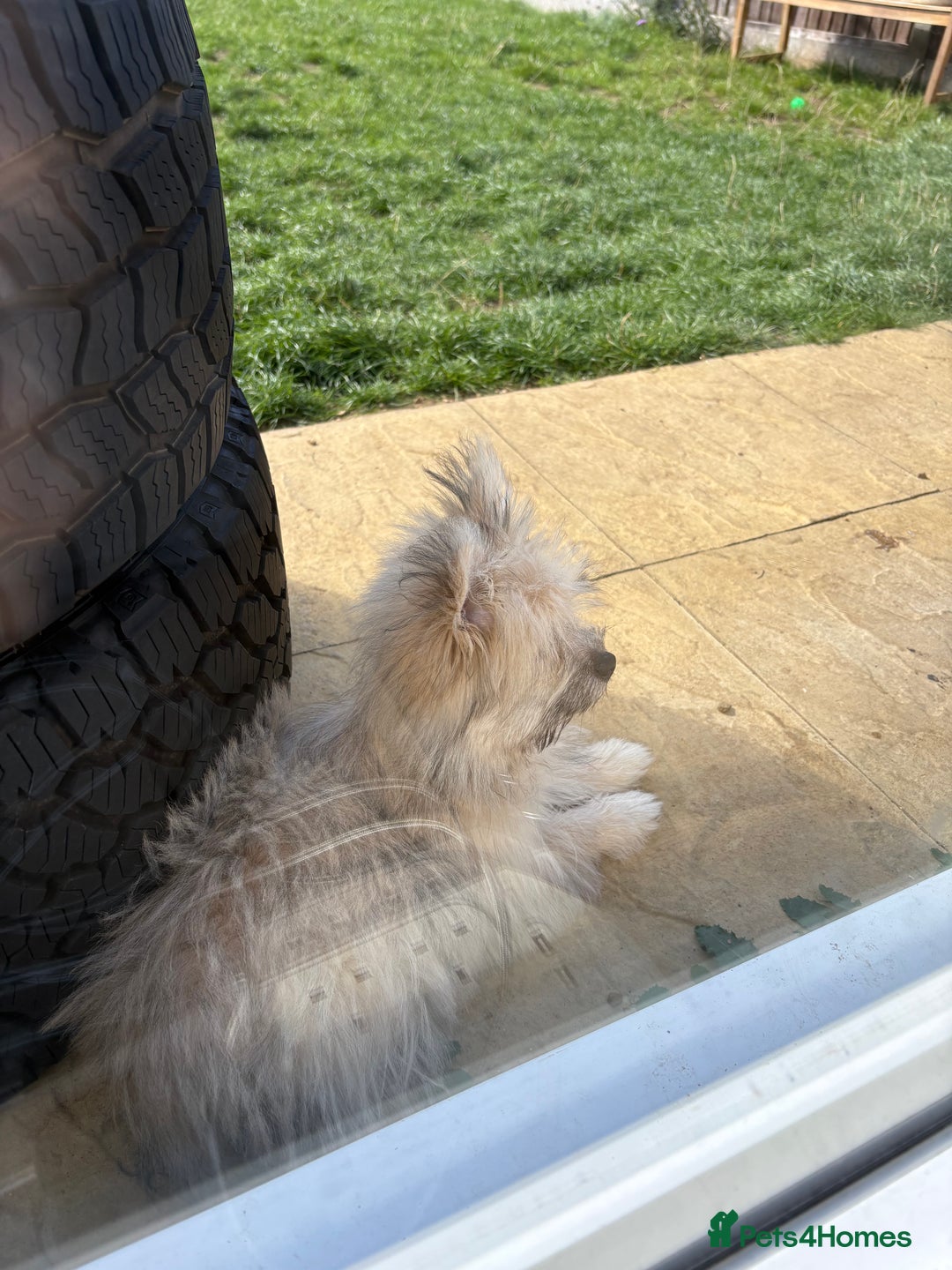 Mixed Breed dogs for sale: Penny the Pomeranian mix  - Image 12