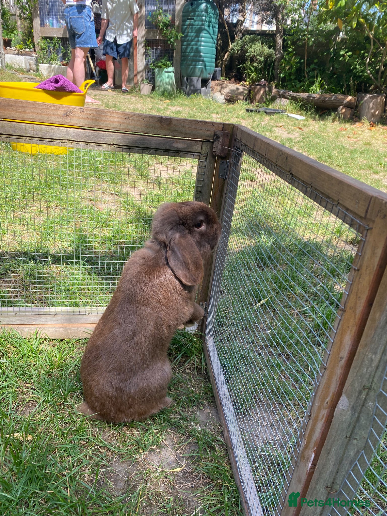 Mini Lop rabbits for sale: Proven Mini Lop Harlequin and Chocolate Bucks - Advert 4