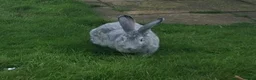 Continental Giant rabbits for sale: Beautiful continental giant buck  - Advert 2