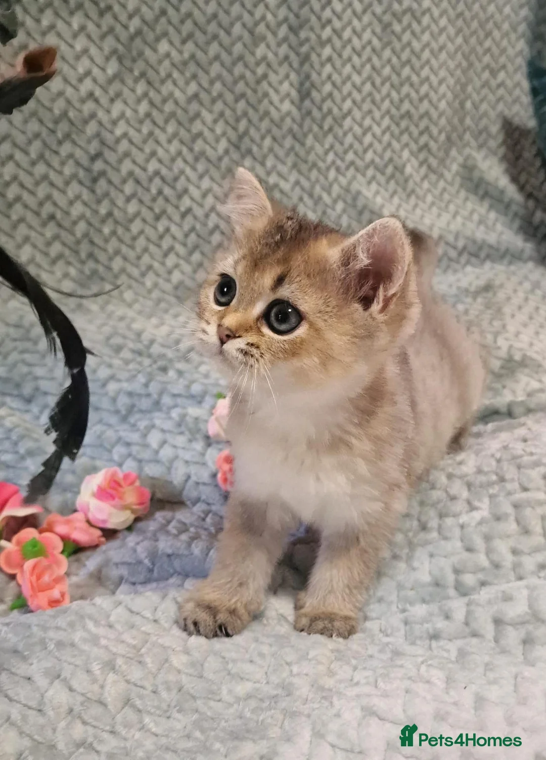 British Shorthair cats for sale: 💖TICA GOLDEN / GOLDEN POINT BSH & BLH KITTENS💖 - Advert 15