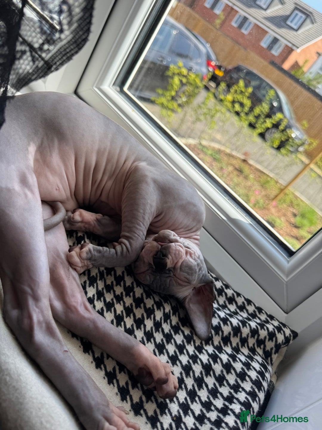 Sphynx cats for sale: Canadian Sphynx male  - Advert 1