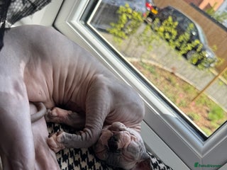 Sphynx cats Canadian Sphynx male - Advert 2