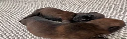 Border Terrier dogs for sale: Lovely Border Terrier Puppies Ready to Reserve - Advert 4