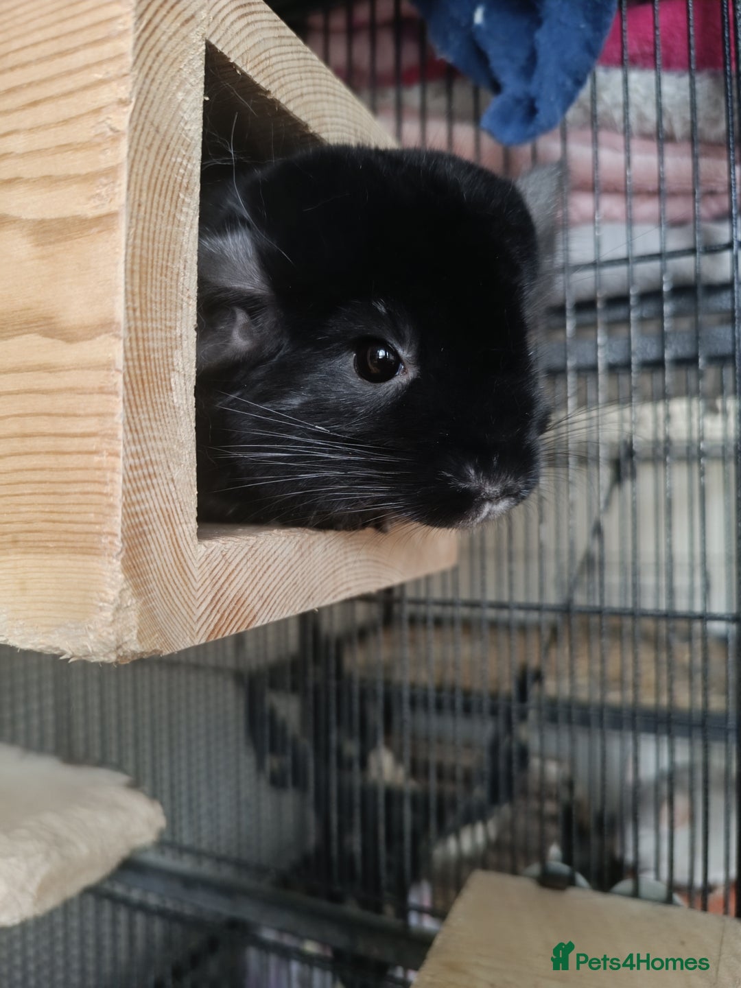 Chinchilla rodents for sale: Chinchillas for sale  - Advert 6