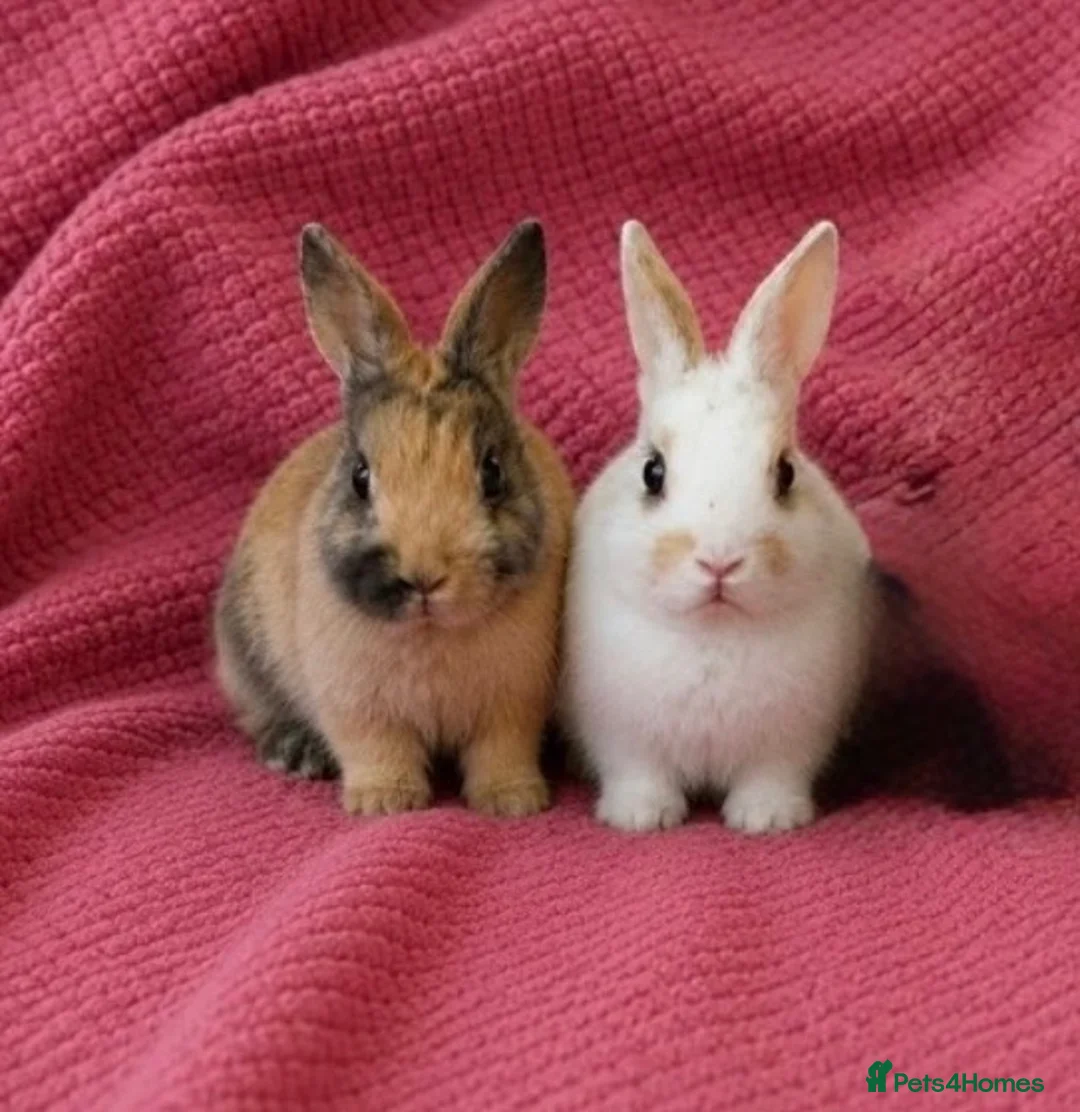 Netherland Dwarf rabbits for sale:  2 Netherland Dwarf Rabbits 🐰 - Advert 1