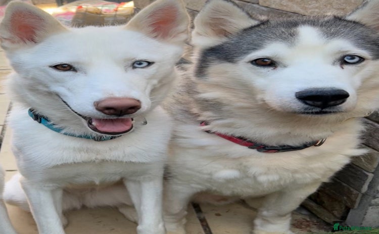 Siberian Husky dogs - Advert 1